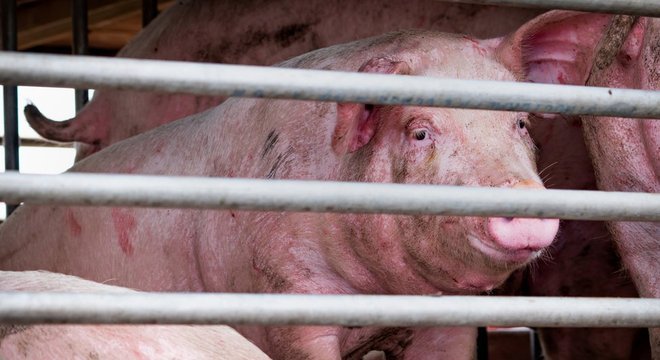 Novo vírus da gripe com 'potencial pandêmico' é encontrado na China